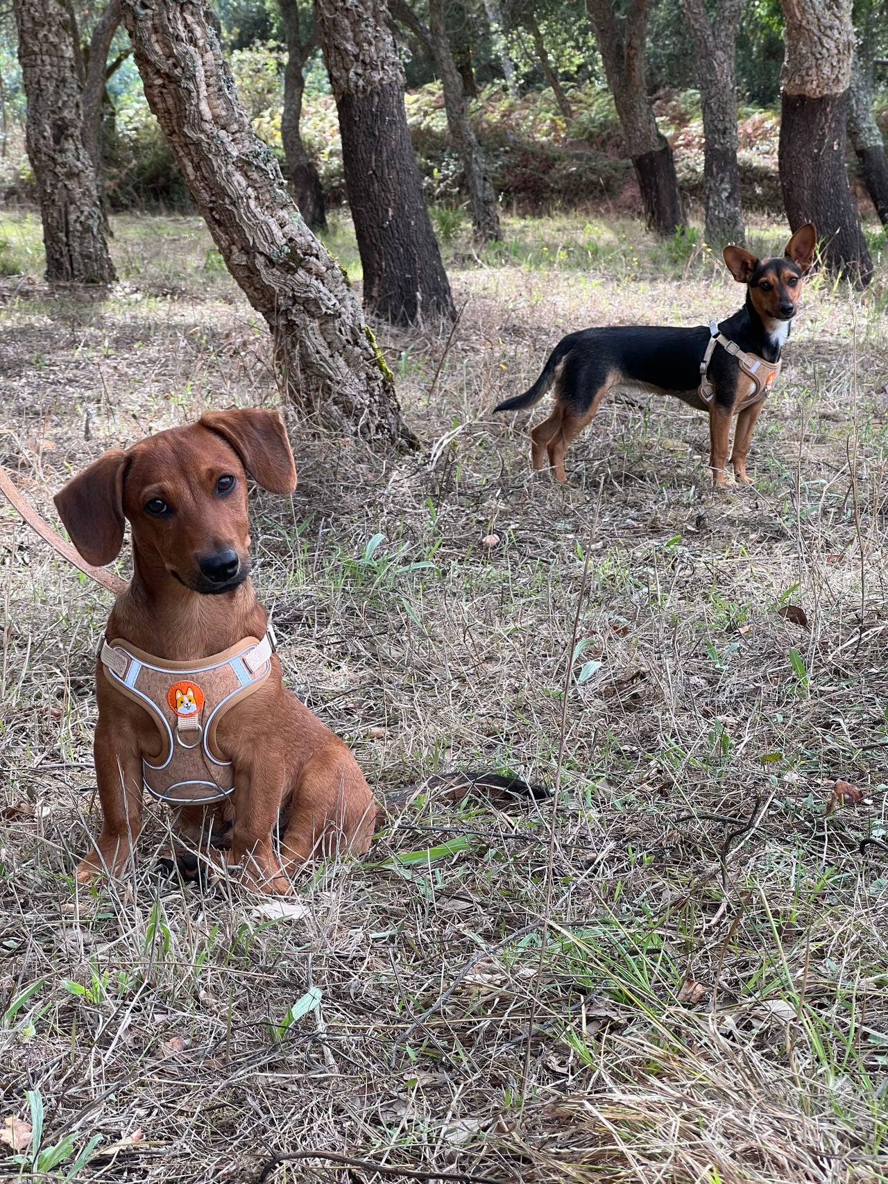 Cork Dog Harness & Leash Set for Small Dogs -Comfortable Ves